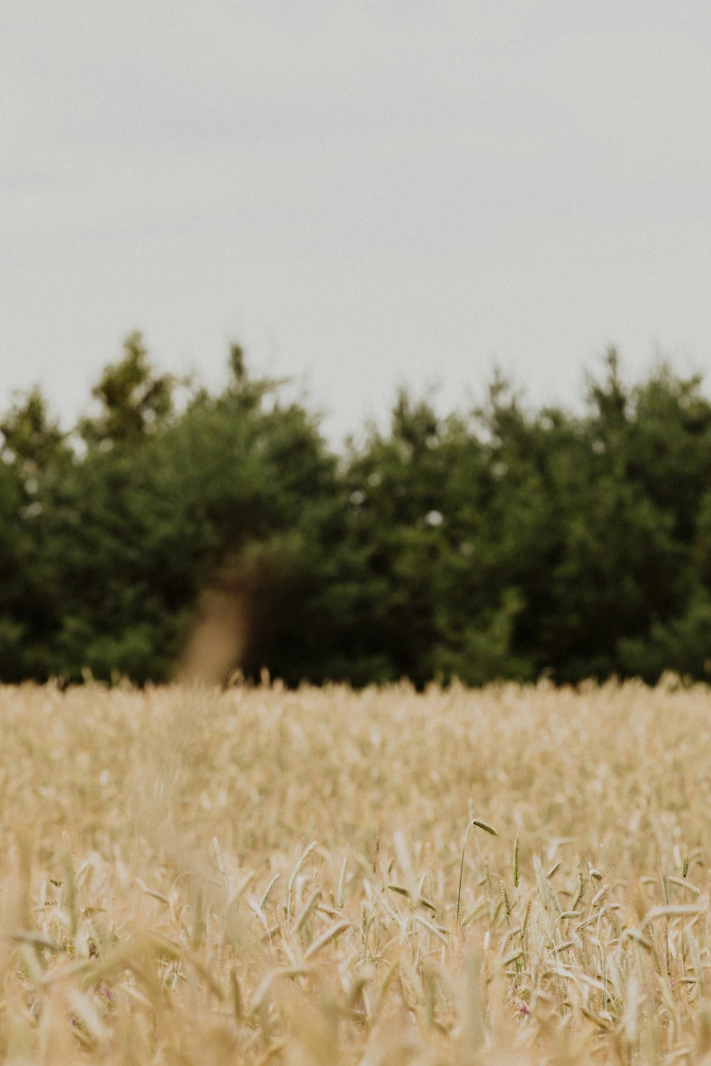 a field of grass with trees in the background