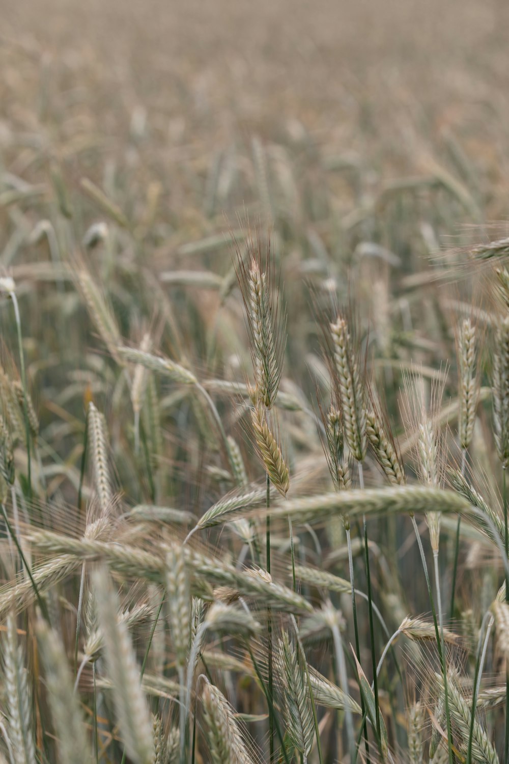 close-up of wheat in a field