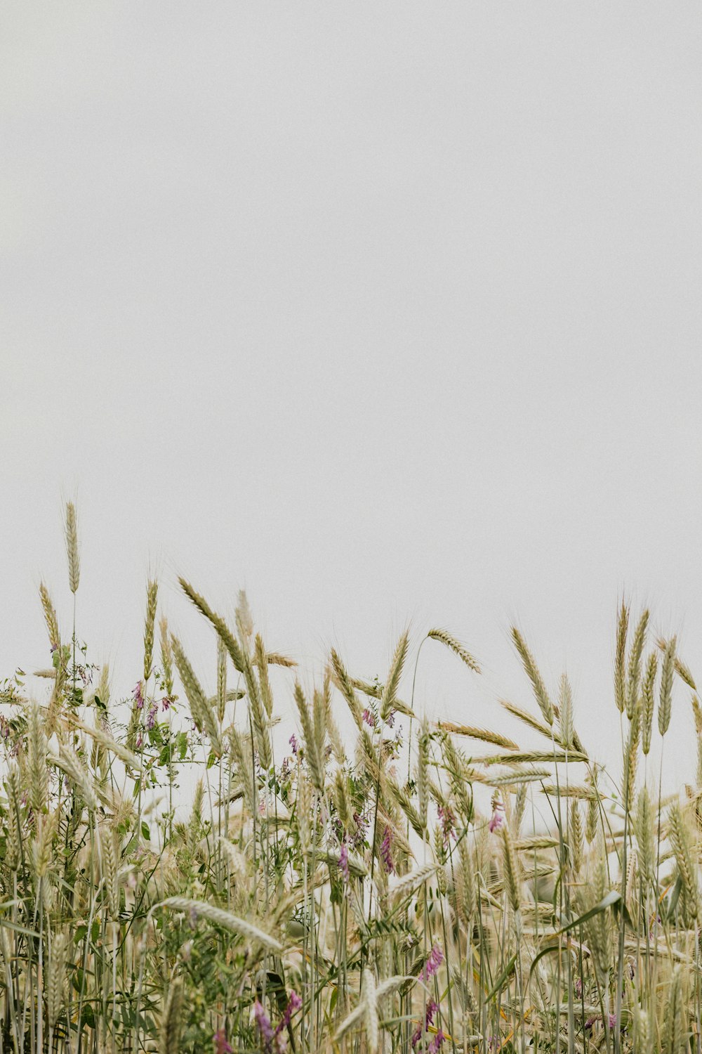 a field of tall grass