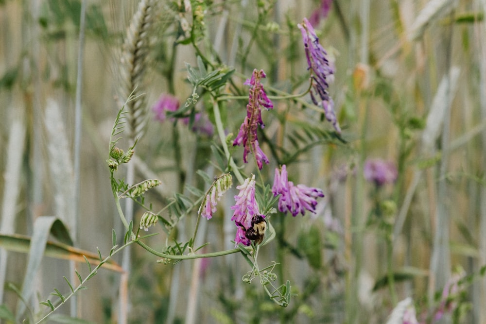 a bee on a flower