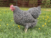 A black and white striped chicken stands in a grassy field dotted with small yellow flowers. In the background, there is a red mesh fence and lush greenery.