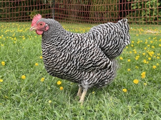 A black and white striped chicken stands in a grassy field dotted with small yellow flowers. In the background, there is a red mesh fence and lush greenery.