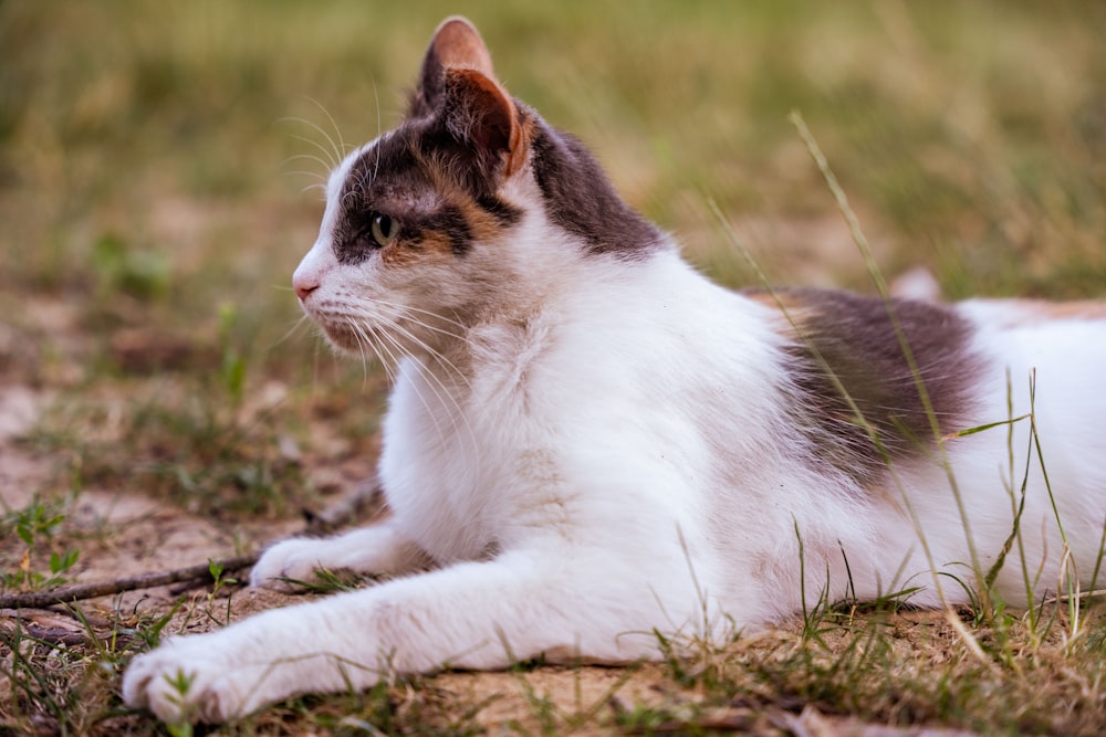 a cat lying on the ground