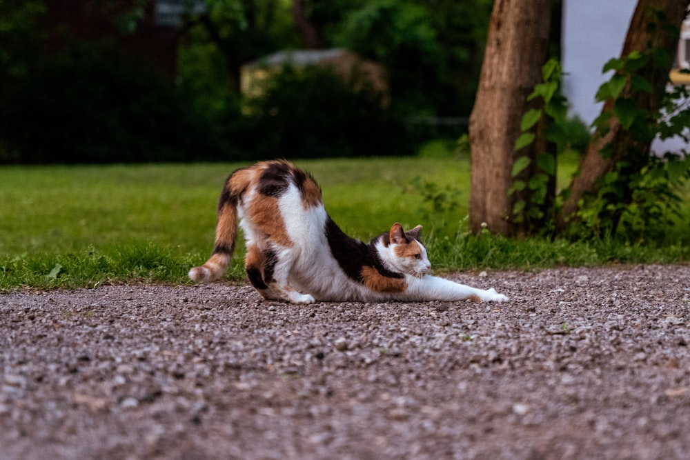 Eine Katze liegt auf dem Boden