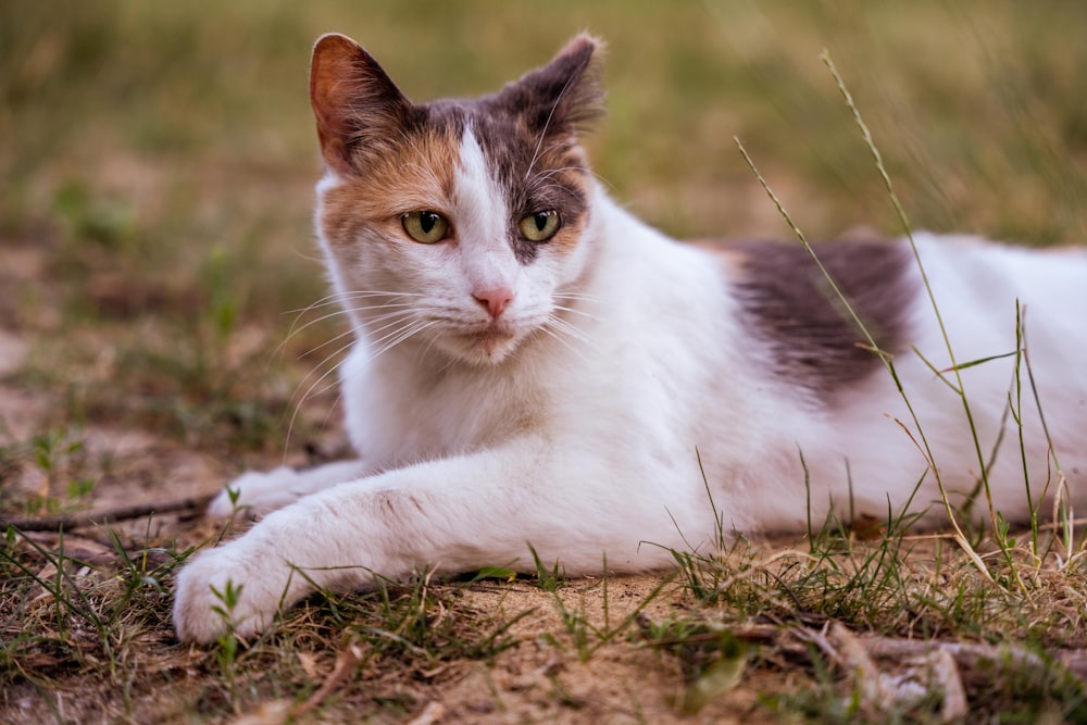 a cat lying on the ground