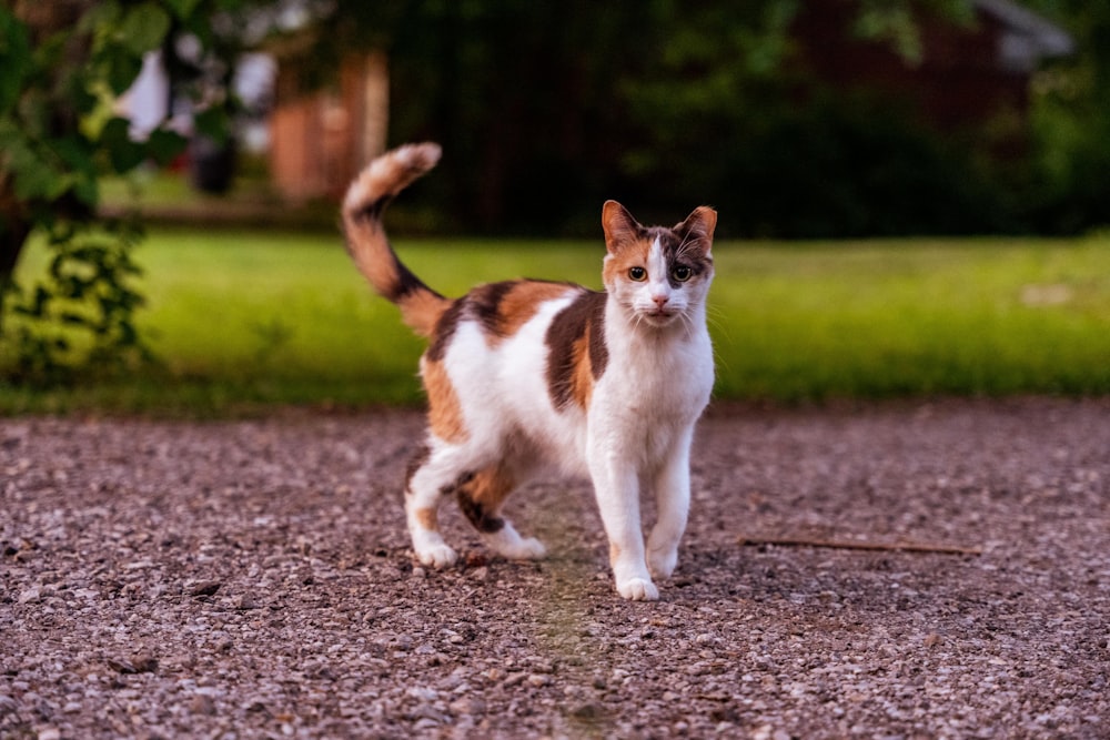 a cat walking on a gravel path