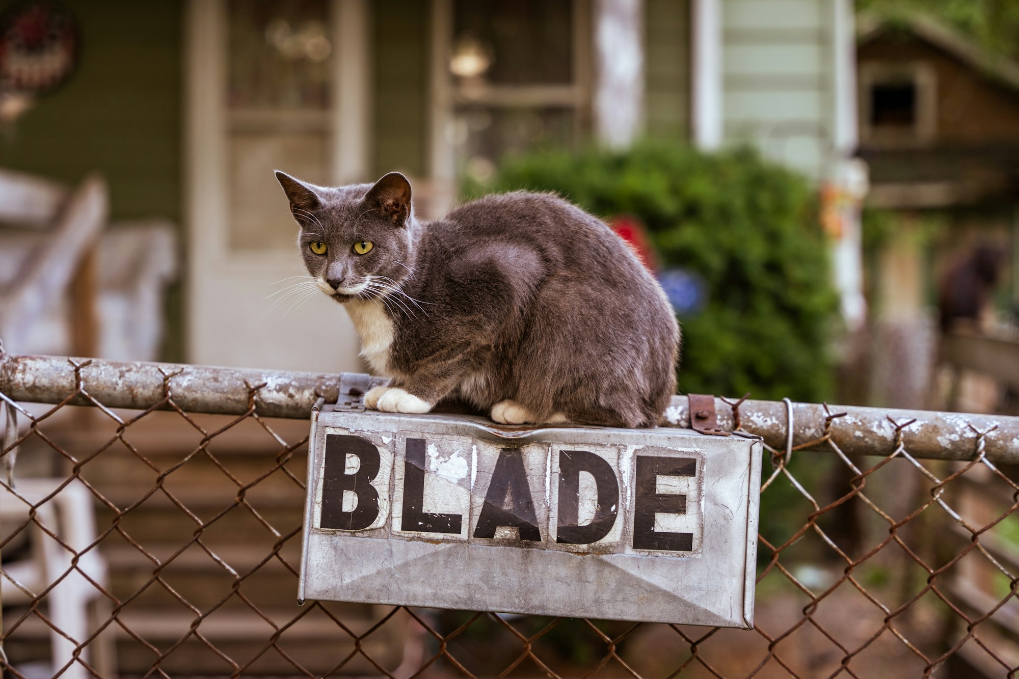 Grey cat sitting on a chain link fence above a sign that says "BLADE"