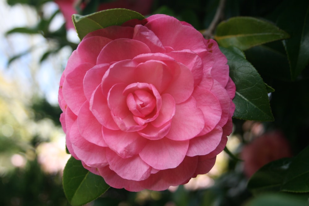 a pink rose with green leaves