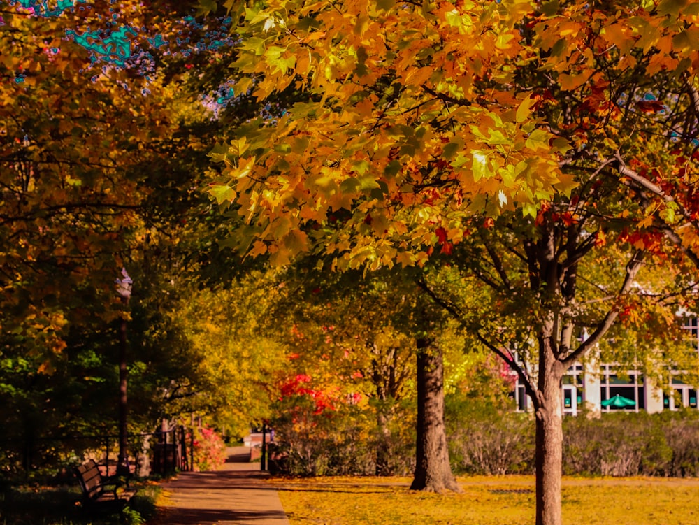 a path with trees on either side