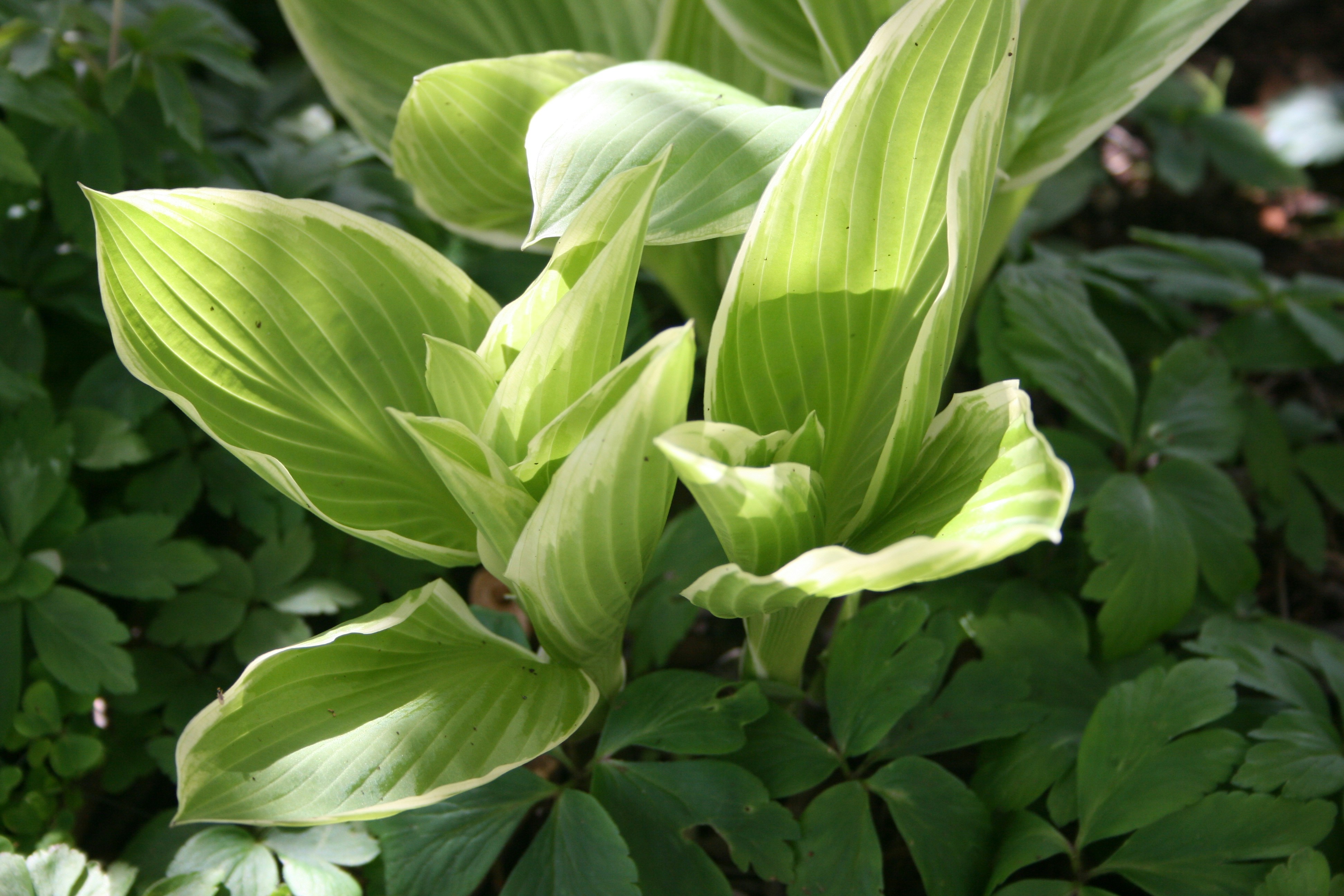 a close up of a plant