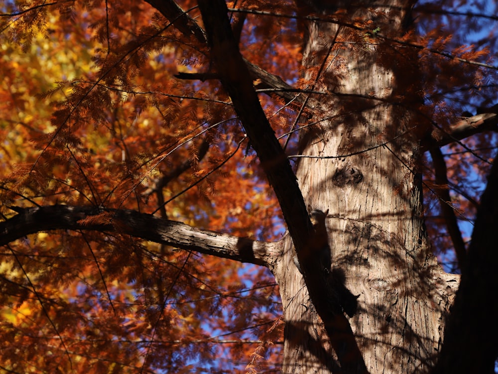 a tree with many branches and leaves