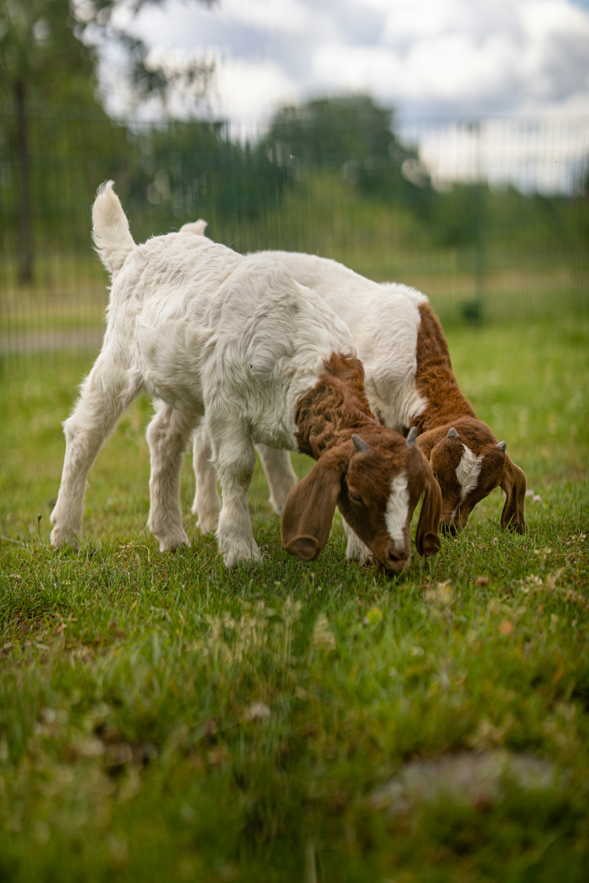 a group of goats in a field