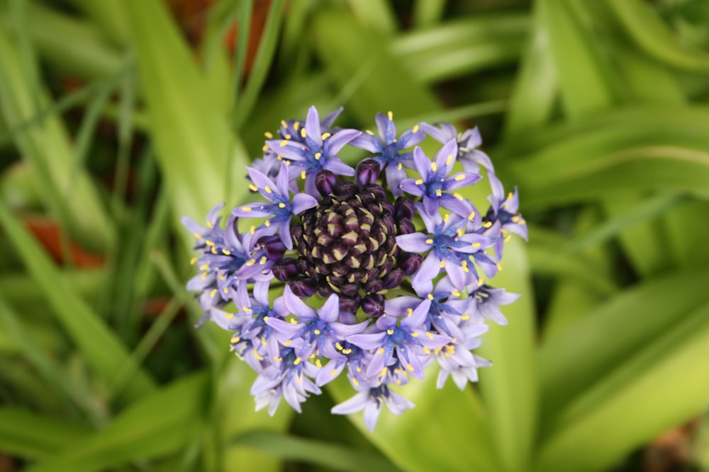 a close up of a flower