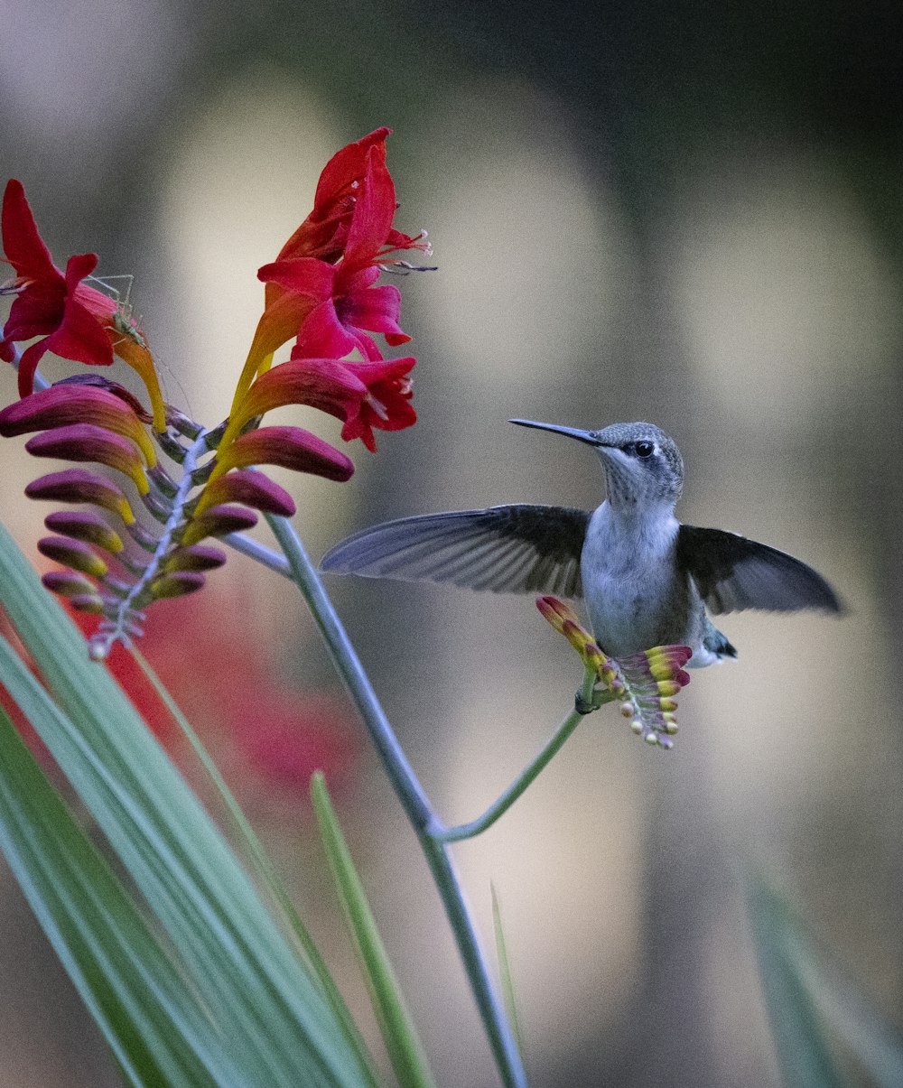 a hummingbird flying to a flower