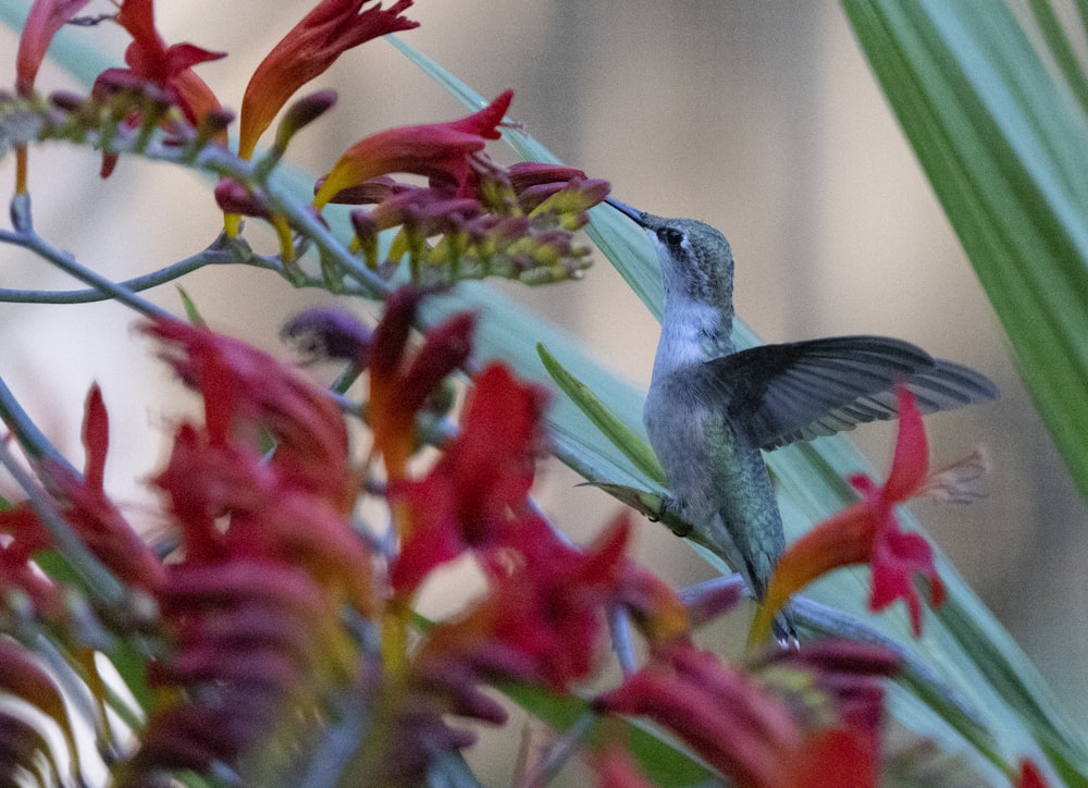 um pássaro empoleirado em uma flor