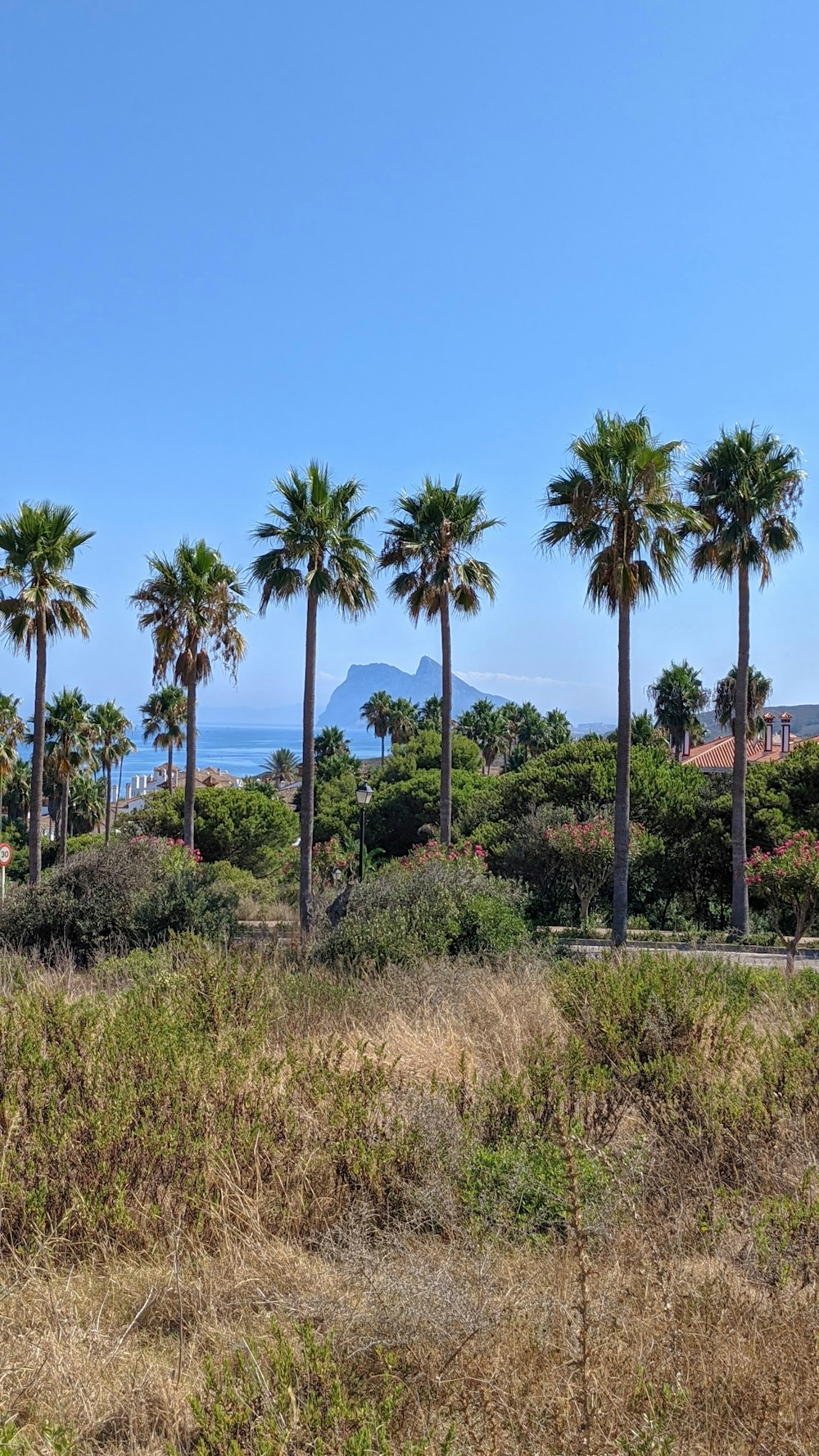 a group of palm trees