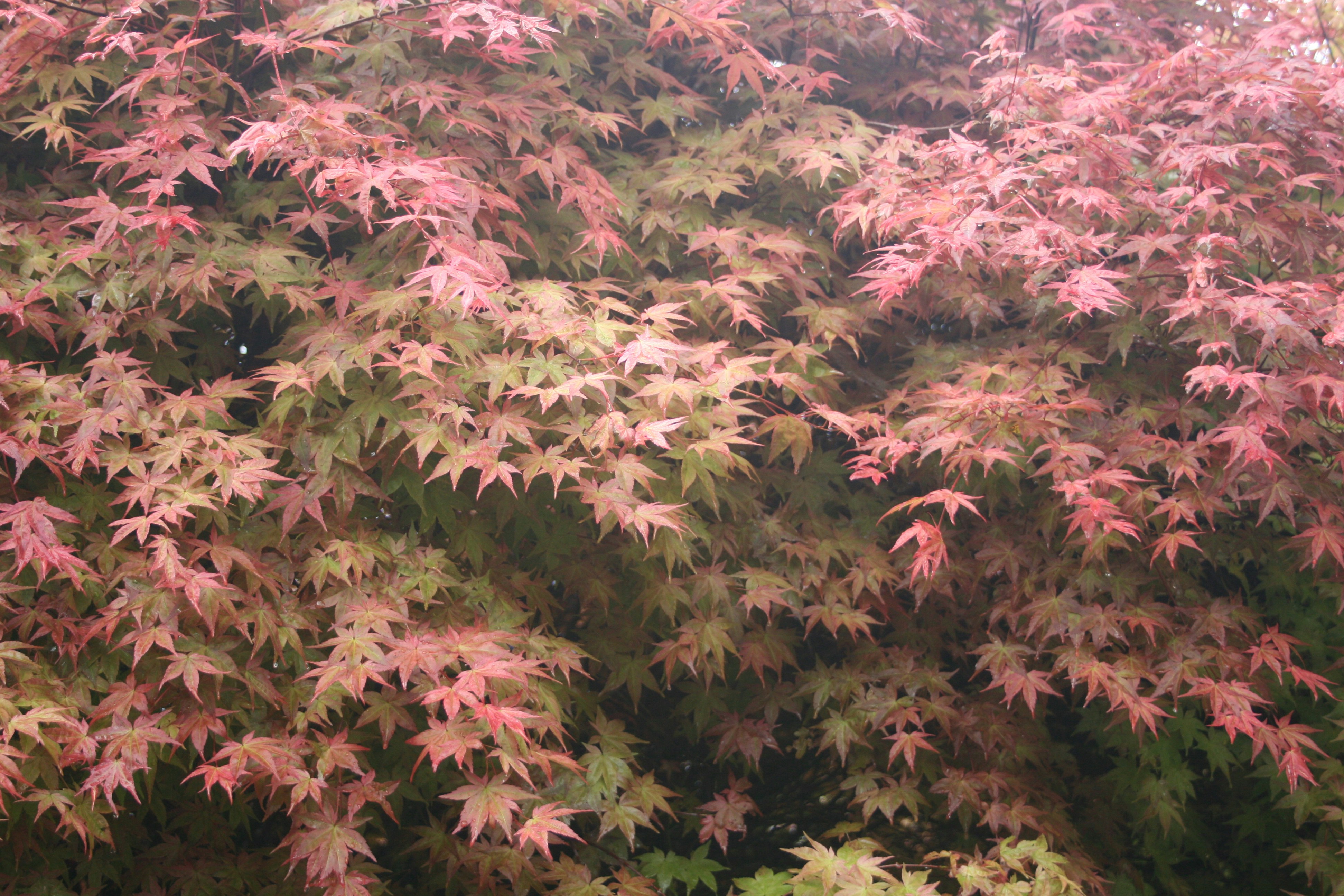 a group of colorful leaves