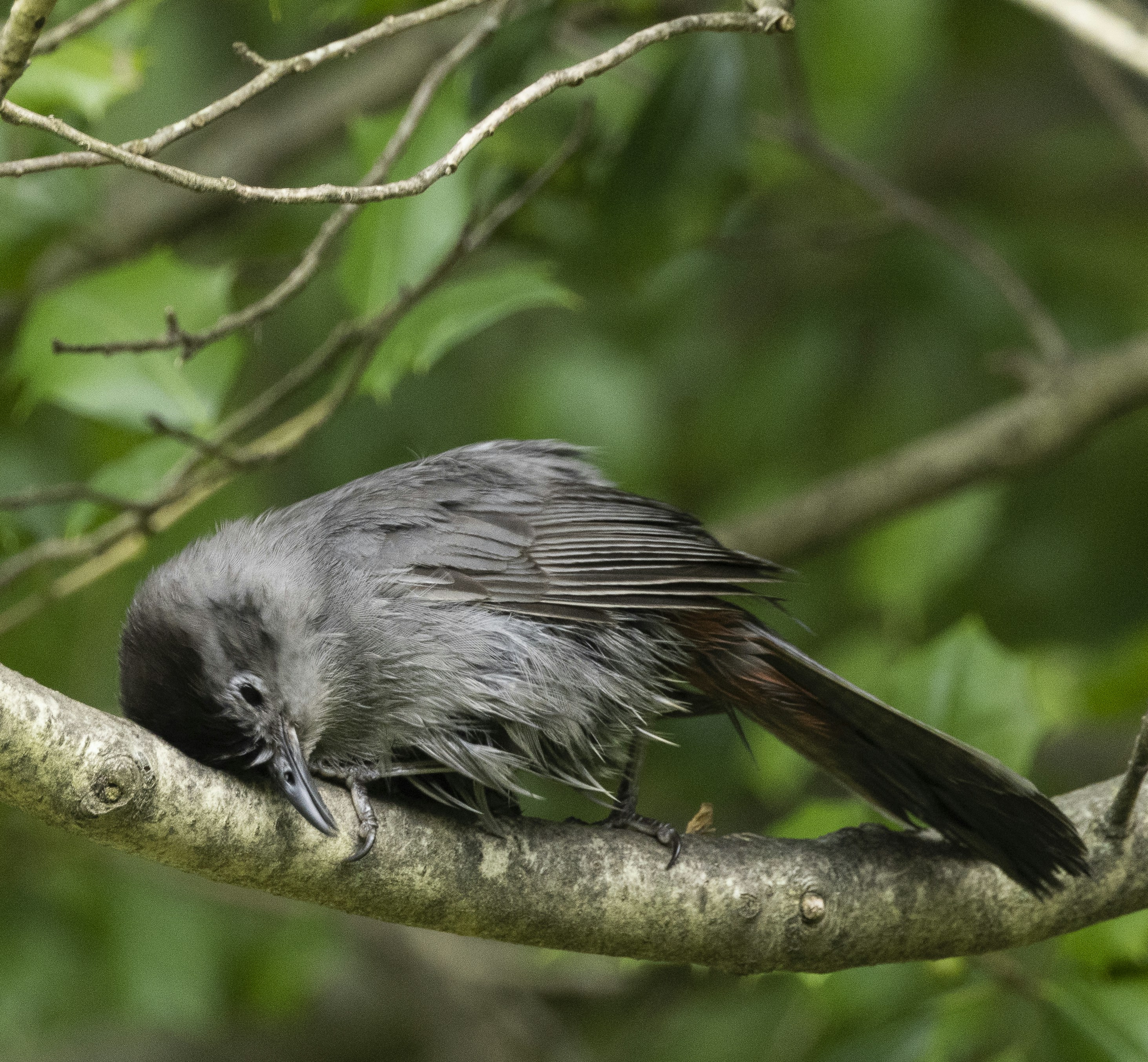 a bird on a branch