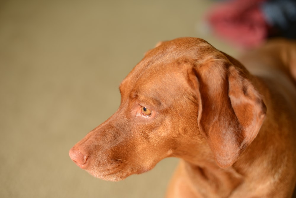 a brown dog looking up