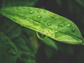 A close-up of a green tea leaf with droplets of water, symbolizing natural ingredients.