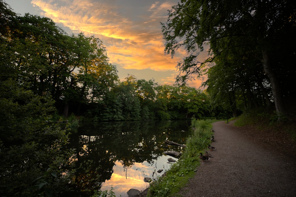 a path with trees and a body of water with a sunset