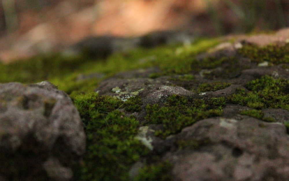 moss on rocks and moss