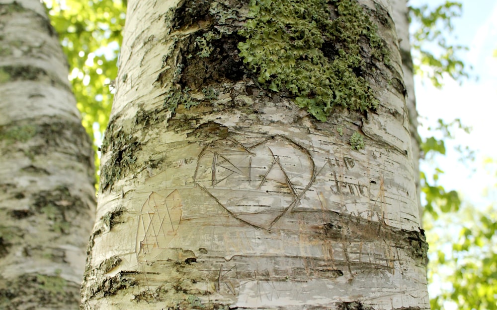a tree with a drawing on it