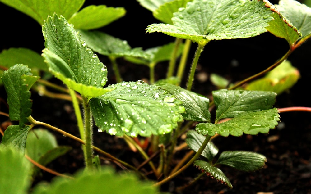 a close-up of some leaves