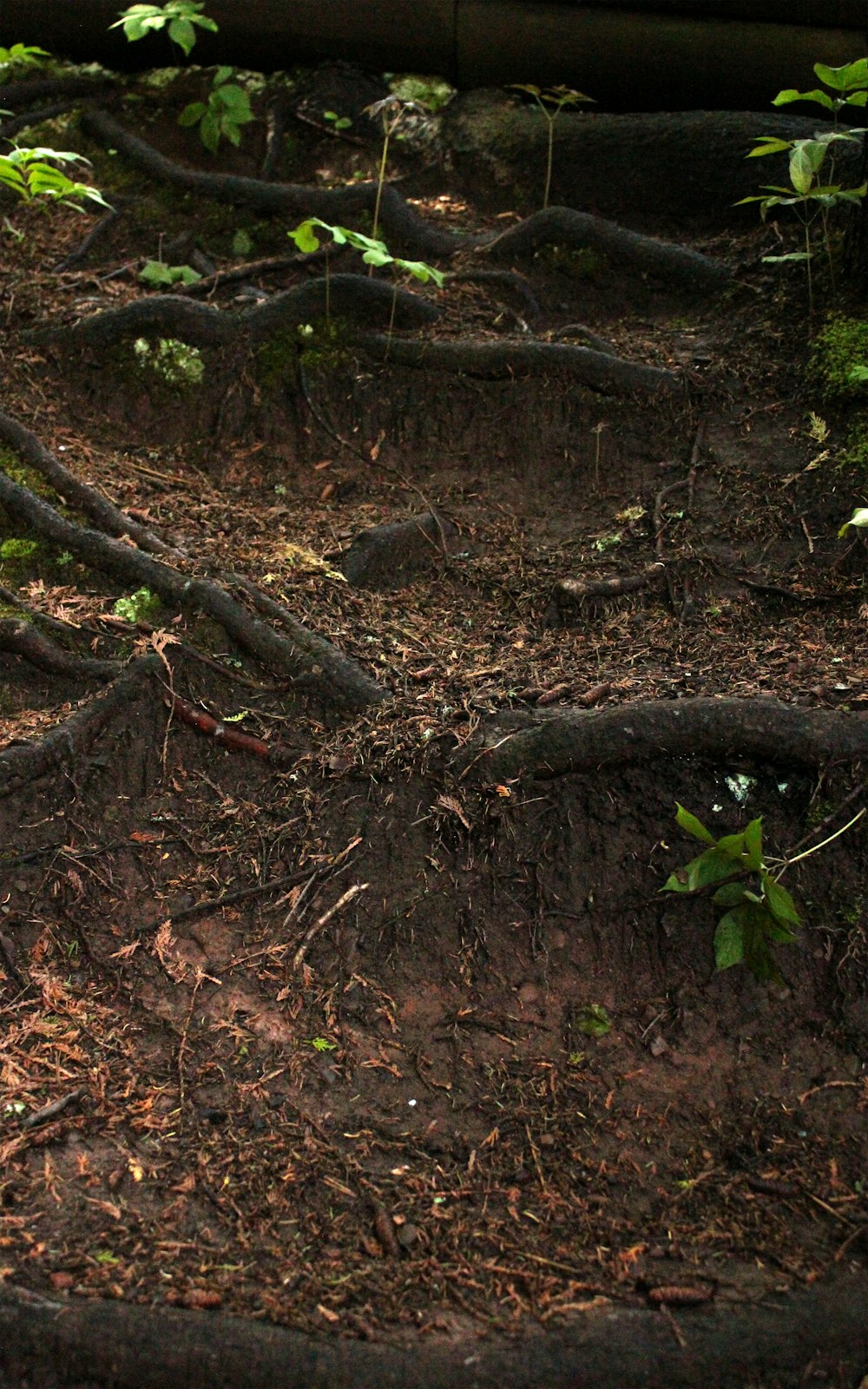 a group of alligators in a wooded area