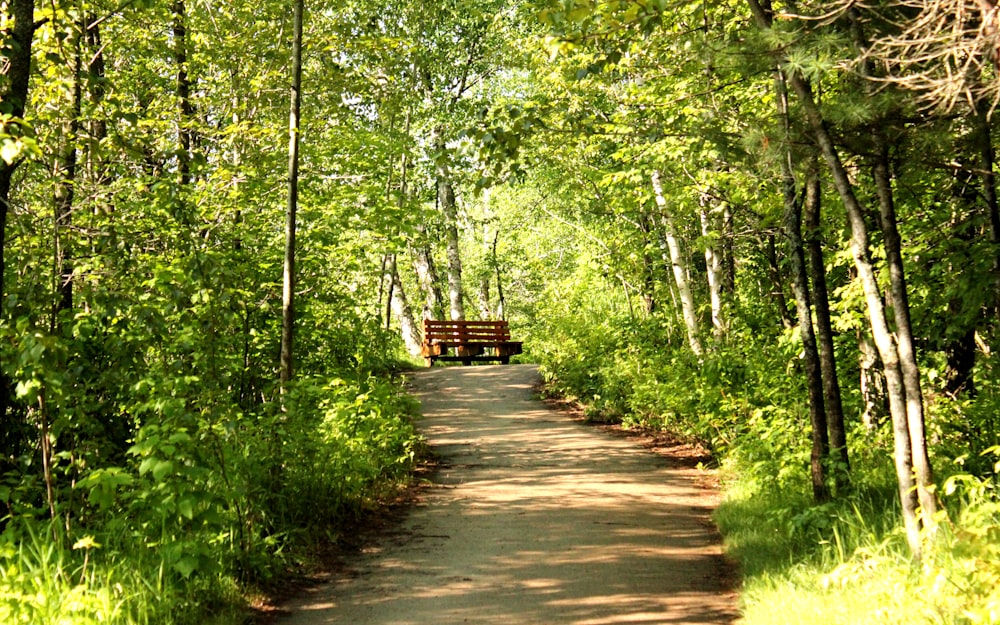 a path through a forest