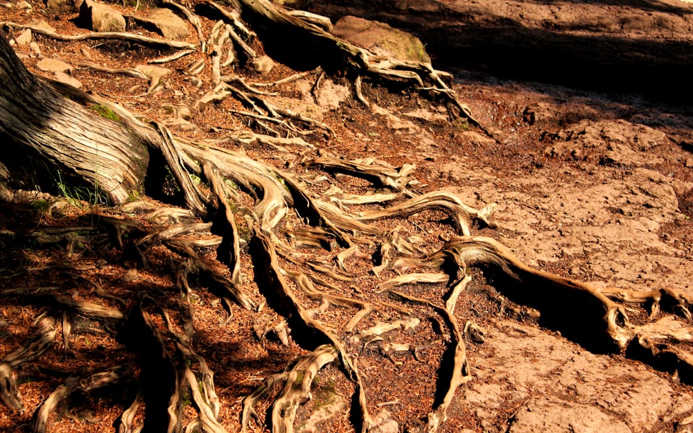 a group of roots on the ground