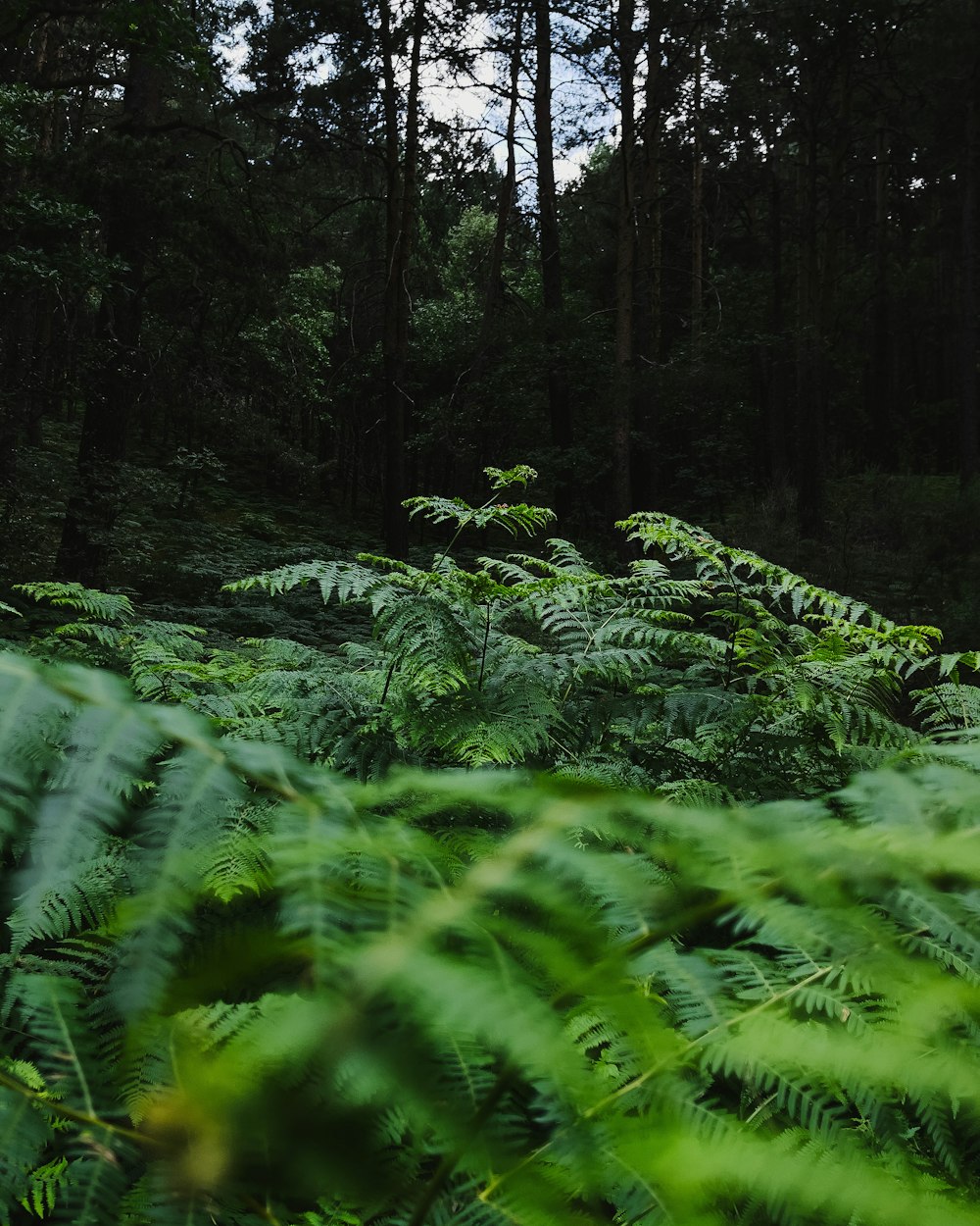 a forest with trees