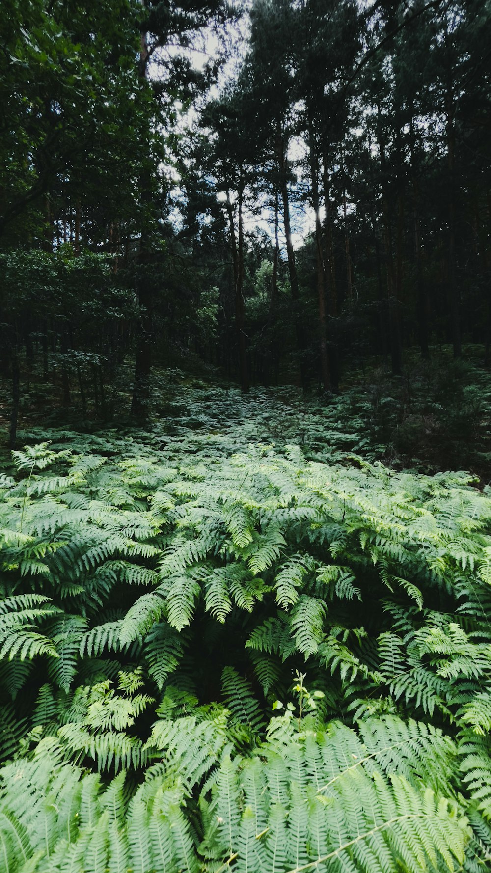 a forest of trees