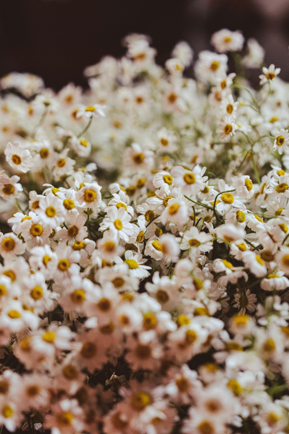 a close up of white flowers