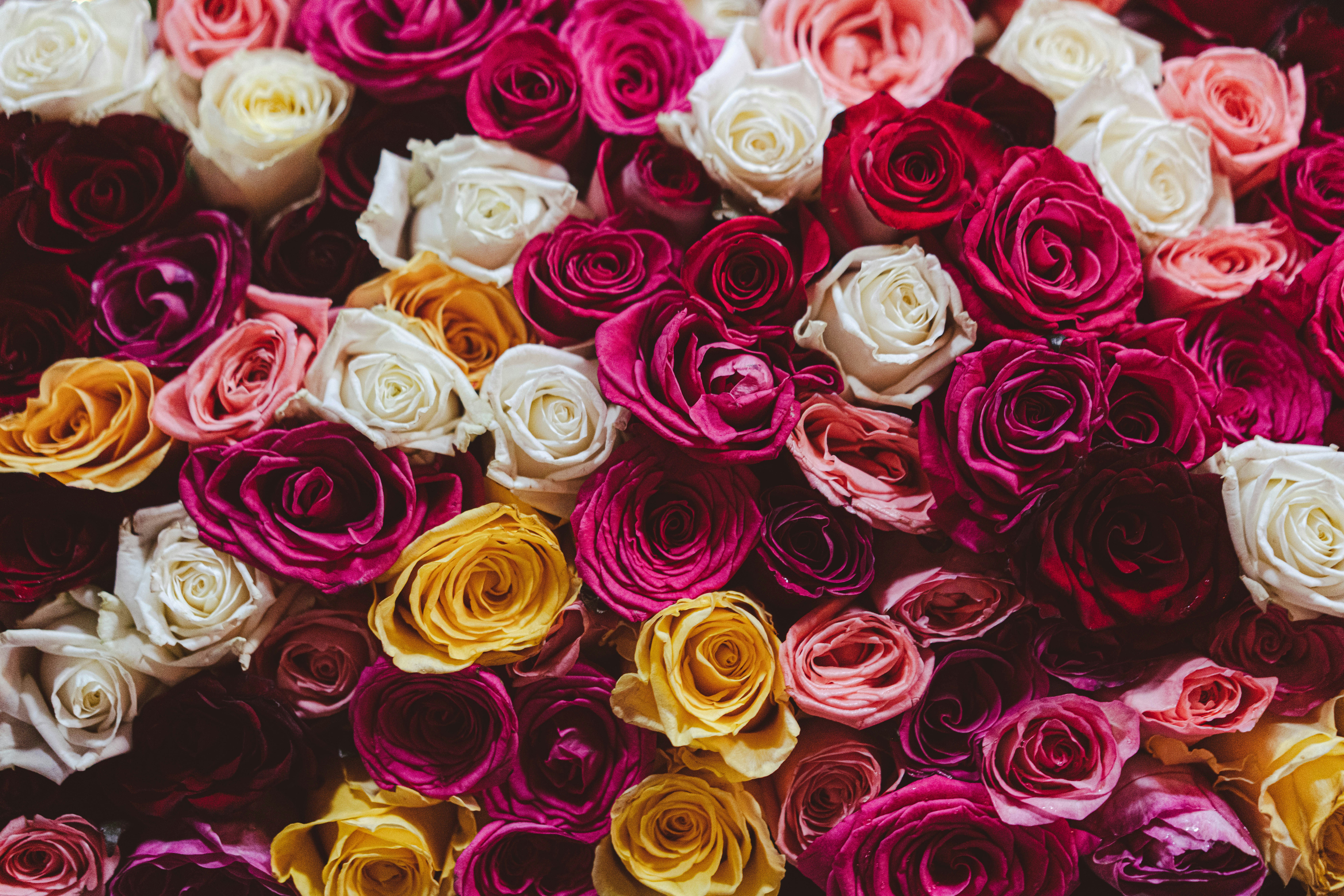 Photo by fairycarousel