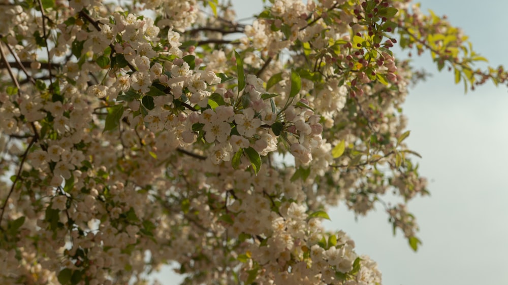 a tree with white flowers