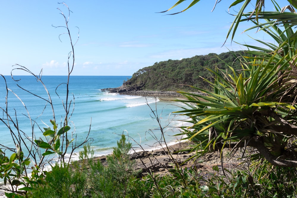 a beach with trees and plants