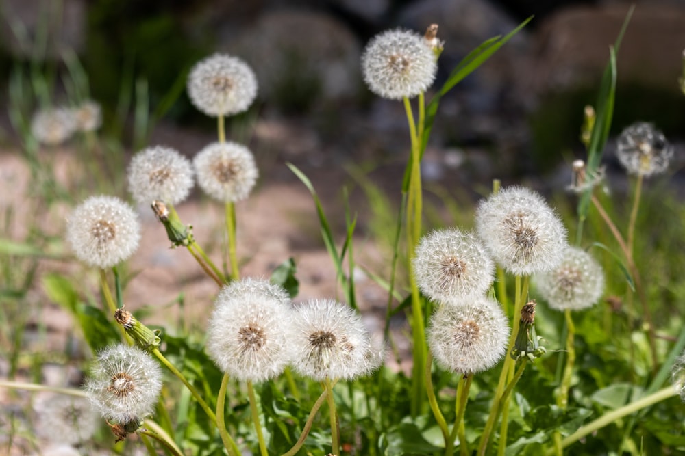 a close up of some flowers