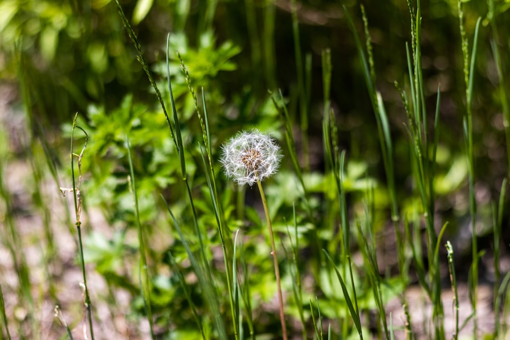 a white flower in a field