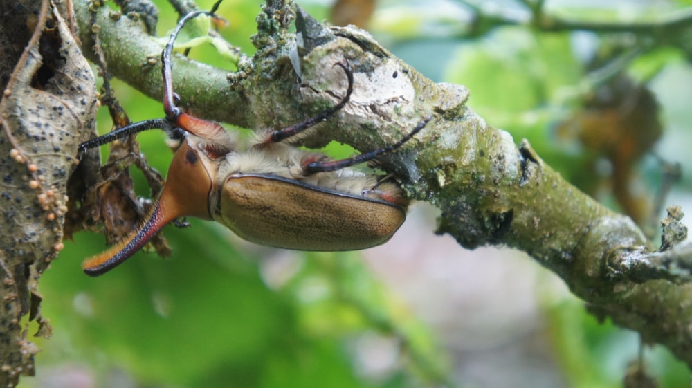 a snail on a tree branch