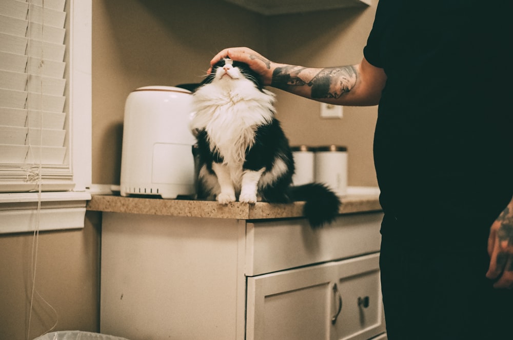 a person washing a cat