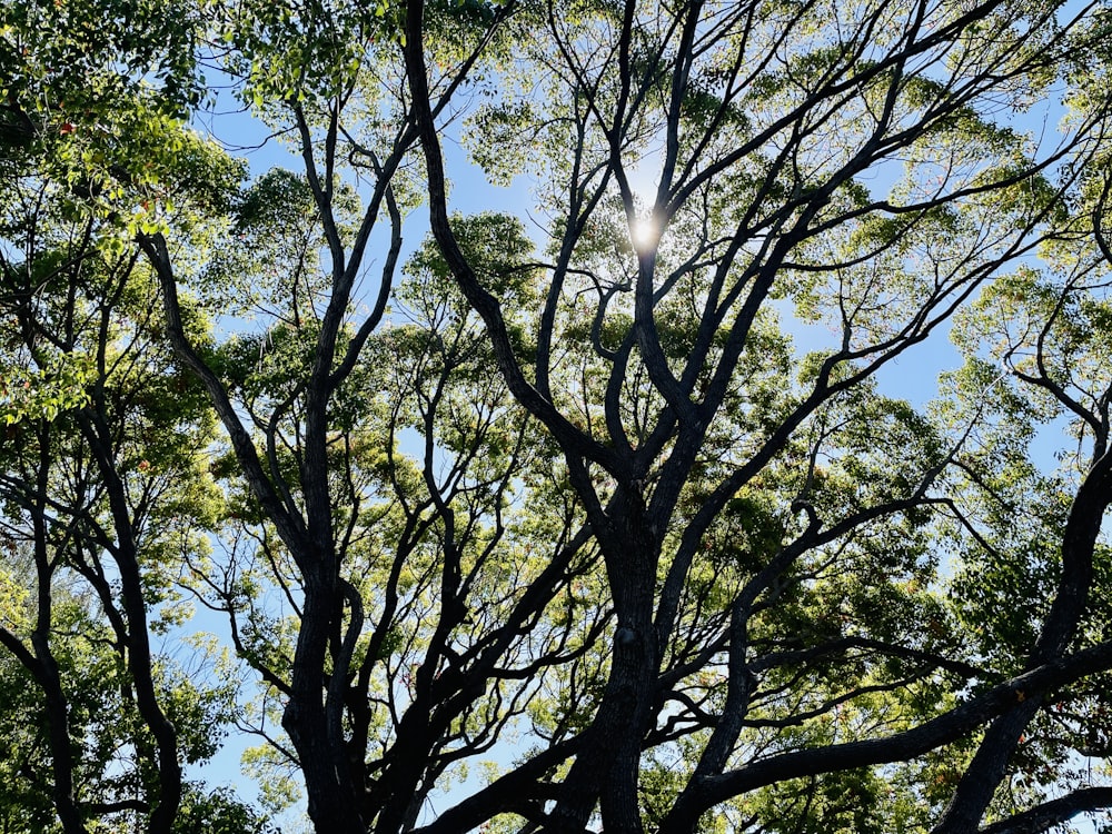 a tree with many branches