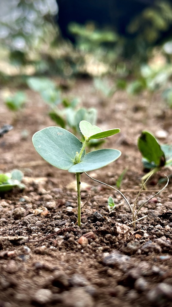 Dwarf Lemon Plant