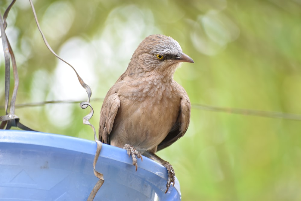 a bird sitting on a bird feeder