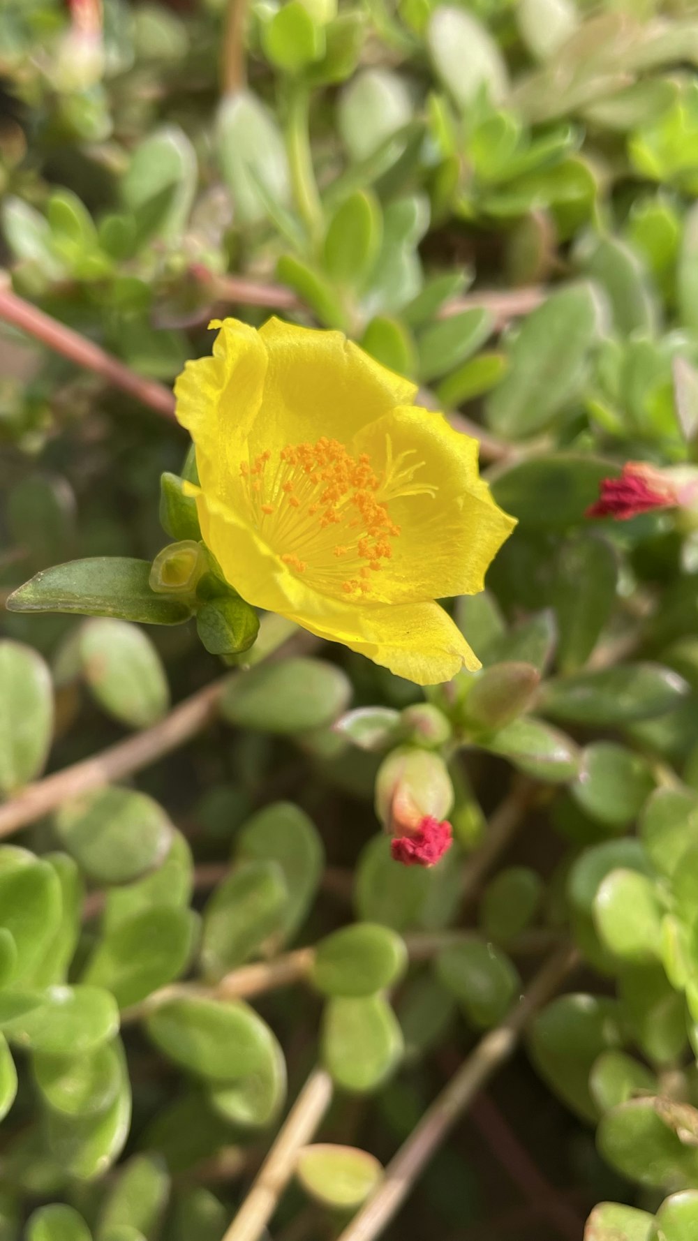 a yellow flower on a plant