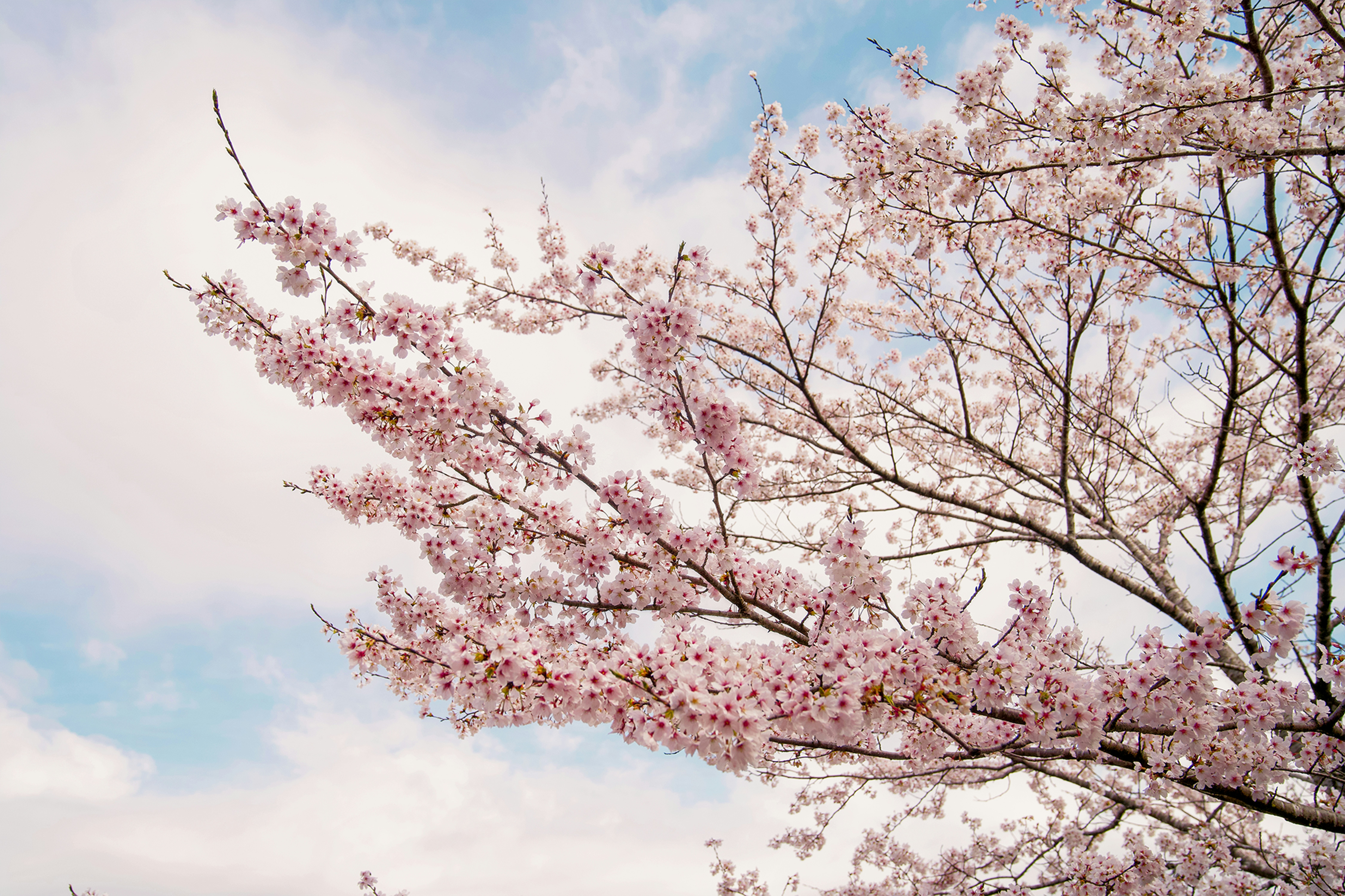 a tree with pink flowers