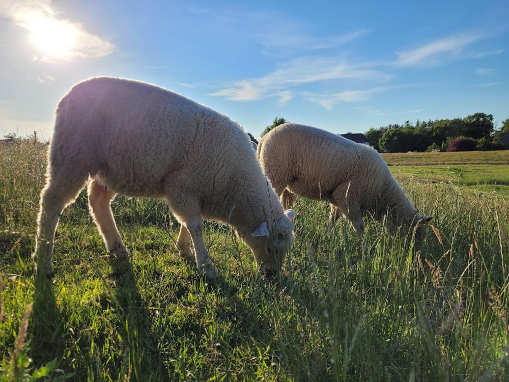 Schafe grasen auf einem Feld