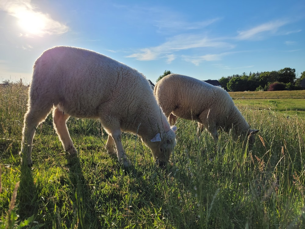 sheep grazing in a field