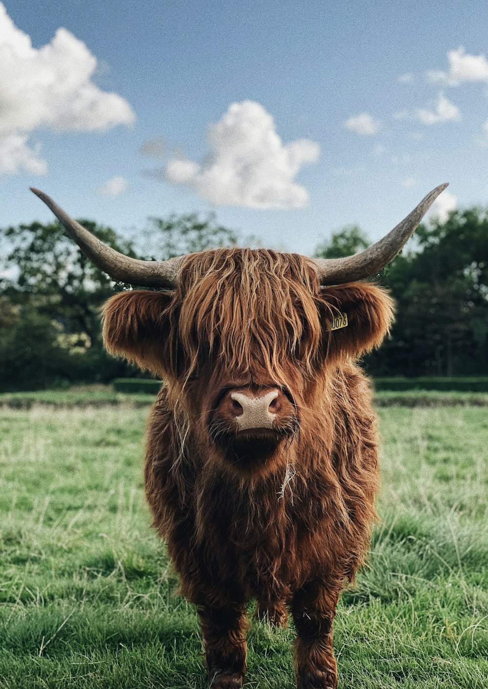 a brown cow with horns