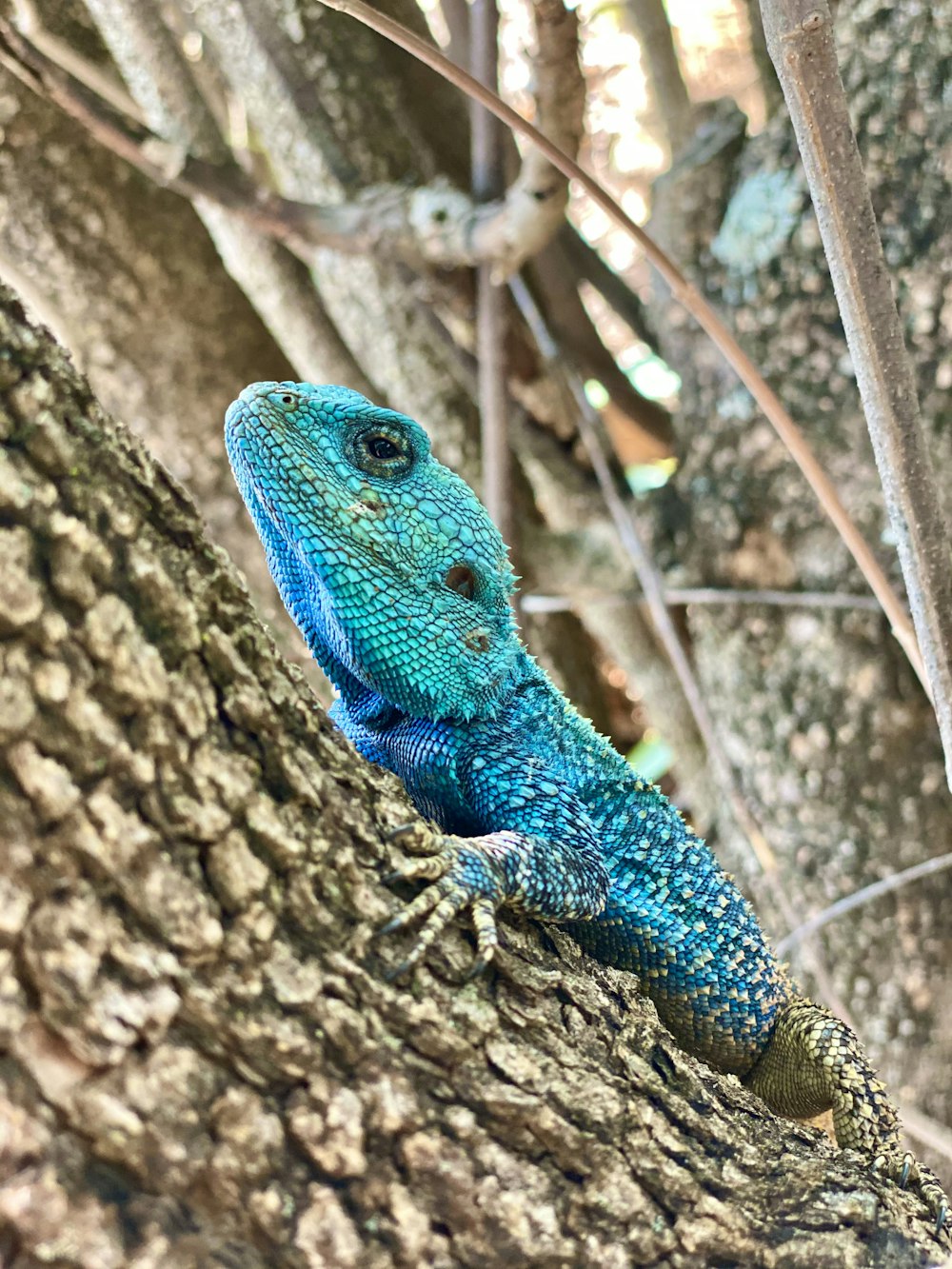 a lizard on a tree branch